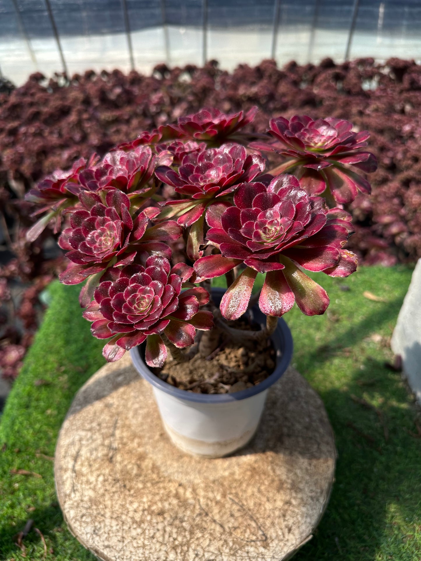 Pinky-Cluster, 20–30 cm, alter Haufen, 5–10 Köpfe, Aeonium-Cluster, bunte, natürliche, lebende Pflanzen, Sukkulenten