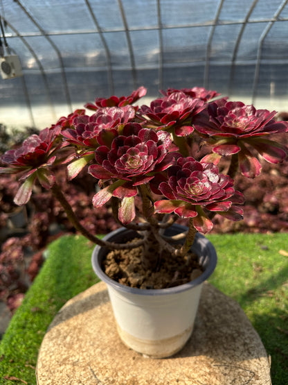 Pinky cluster20-30cm Old pile/ 5-10 heads/ Aeonium cluster / Variegated Natural Live Plants Succulents