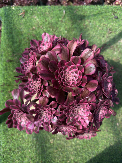 Garnet cluster20-30cm Old pile/ 10-15 heads/ Aeonium cluster / Variegated Natural Live Plants Succulents