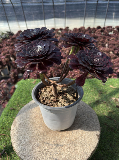 Mo Yan-Cluster, 20–30 cm, alter Haufen, 5–10 Köpfe, Aeonium-Cluster, bunte, natürliche, lebende Pflanzen, Sukkulenten