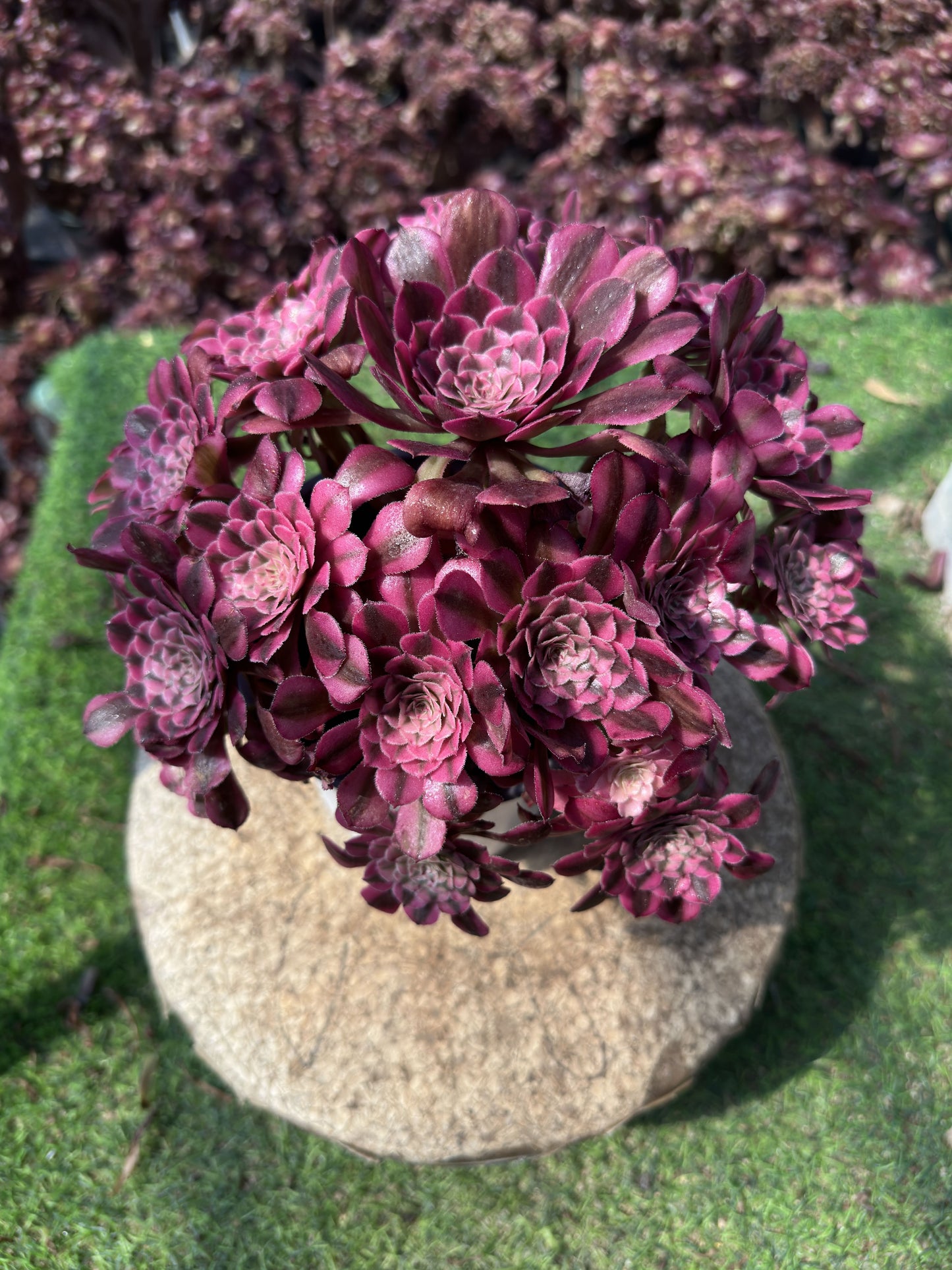 Granat-Cluster, 20–30 cm, alter Haufen, 10–15 Köpfe, Aeonium-Cluster, verschiedene natürliche lebende Pflanzen, Sukkulenten