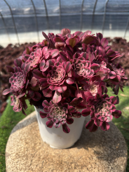 Garnet cluster20-30cm Old pile/ 10-15 heads/ Aeonium cluster / Variegated Natural Live Plants Succulents