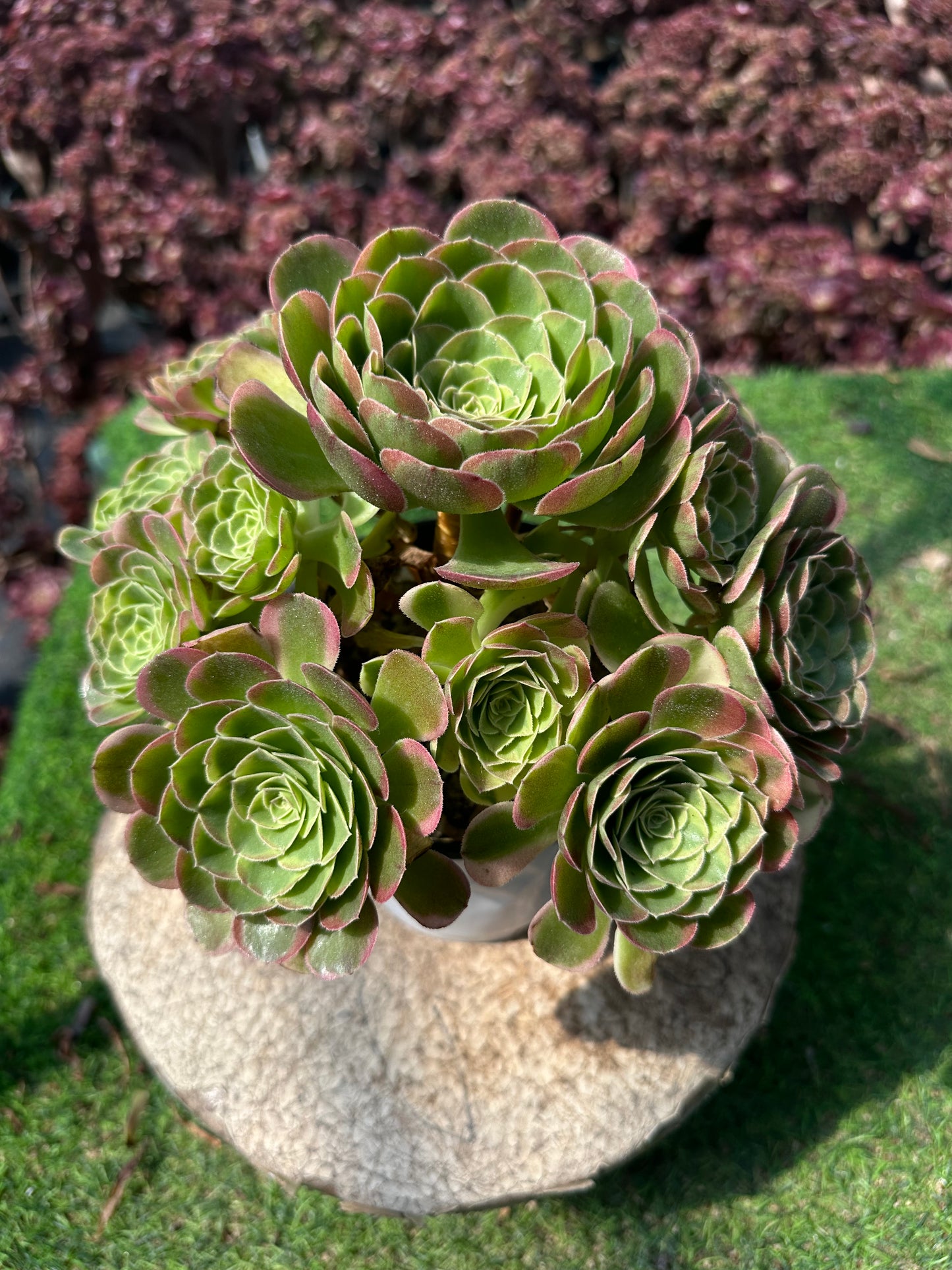 Halloween brocade cluster20-30cm Old pile/ 10-15 heads/ Aeonium cluster / Variegated Natural Live Plants Succulents