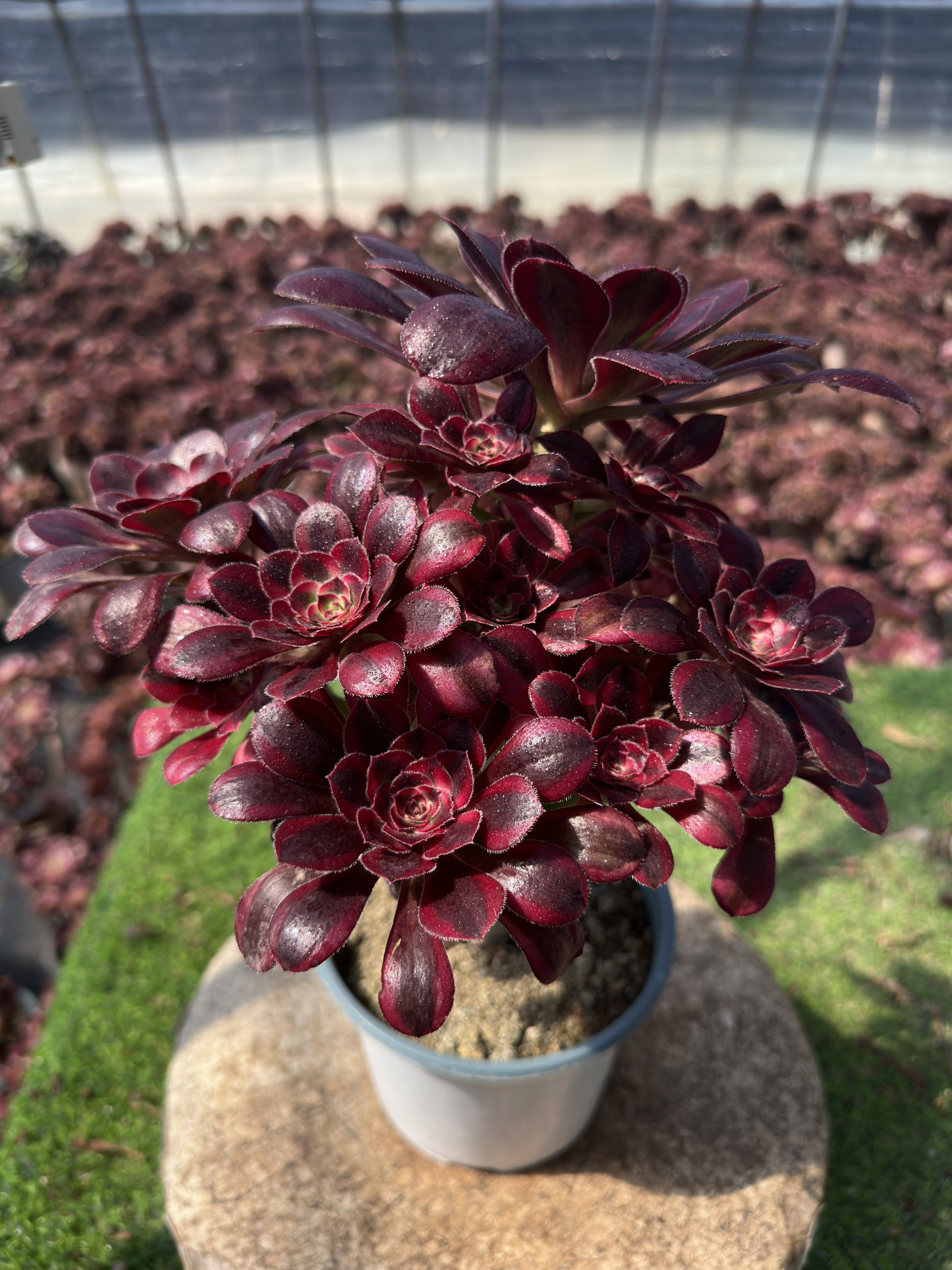 Rare- outlet Aeonium chanel cluster imported