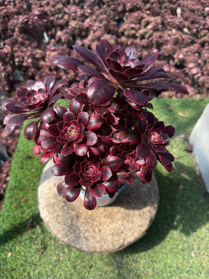 Chanel cluster20-30cm Old pile/ 10-15 heads/ Aeonium cluster / Variegated Natural Live Plants Succulents