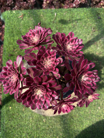 Scarlett Ink cluster20-30cm Old pile/ 5-10 heads/ Aeonium cluster / Variegated Natural Live Plants Succulents