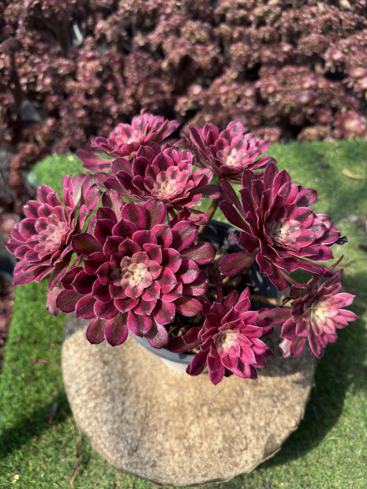 Scarlett Ink cluster20-30cm Old pile/ 5-10 heads/ Aeonium cluster / Variegated Natural Live Plants Succulents