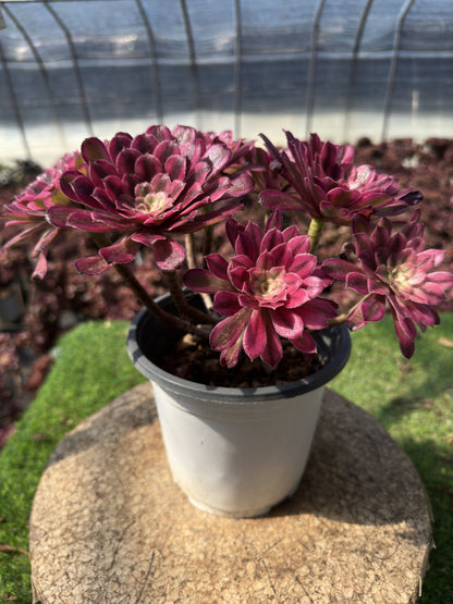 Scarlett Ink cluster20-30cm Old pile/ 5-10 heads/ Aeonium cluster / Variegated Natural Live Plants Succulents