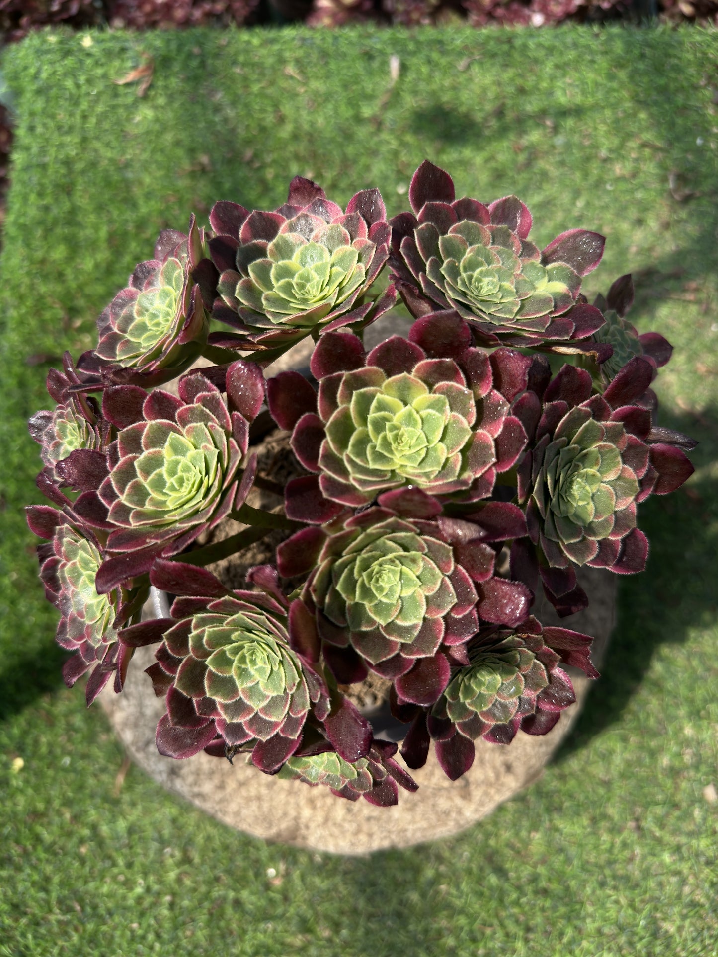 Morgenwolken-Cluster, 20–30 cm, alter Haufen, 5–10 Köpfe, Aeonium-Cluster, bunte natürliche lebende Pflanzen, Sukkulenten