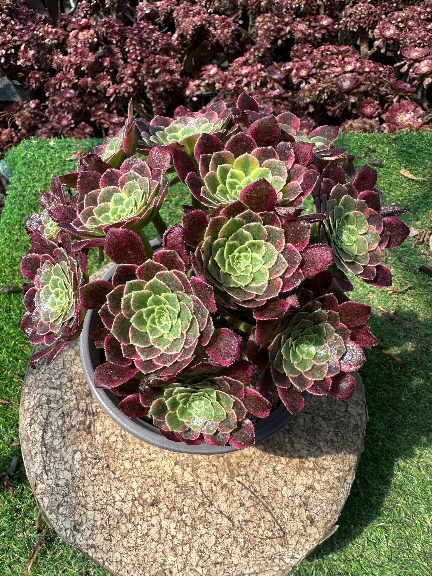 Morgenwolken-Cluster, 20–30 cm, alter Haufen, 5–10 Köpfe, Aeonium-Cluster, bunte natürliche lebende Pflanzen, Sukkulenten