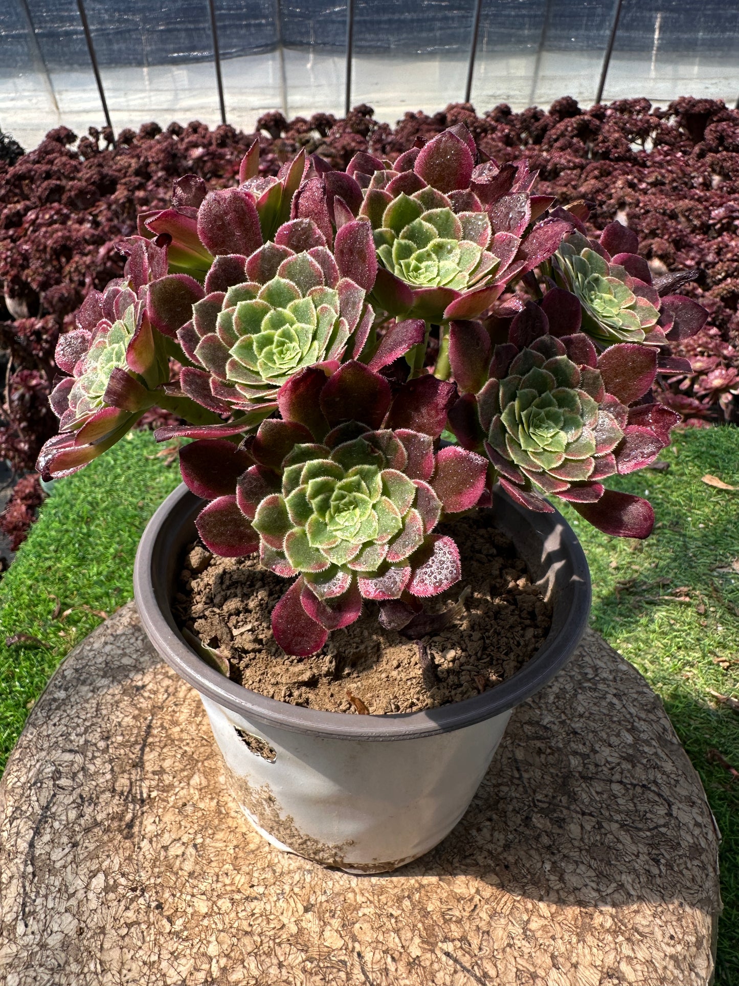 Morgenwolken-Cluster, 20–30 cm, alter Haufen, 5–10 Köpfe, Aeonium-Cluster, bunte natürliche lebende Pflanzen, Sukkulenten