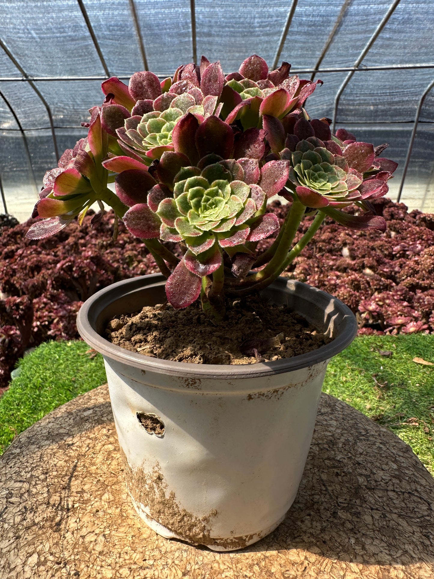 Morning cloud cluster20-30cm Old pile/ 5-10 heads/ Aeonium cluster / Variegated Natural Live Plants Succulents