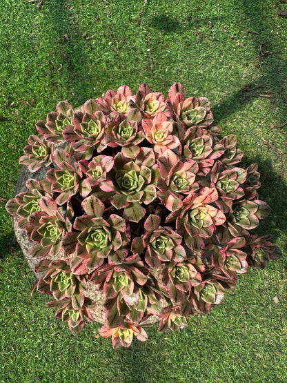 Süßer Tee-Cluster, 18–20 cm, alter Haufen, 20–40 Köpfe, Aeonium-Cluster, bunte, natürliche, lebende Pflanzen, Sukkulenten