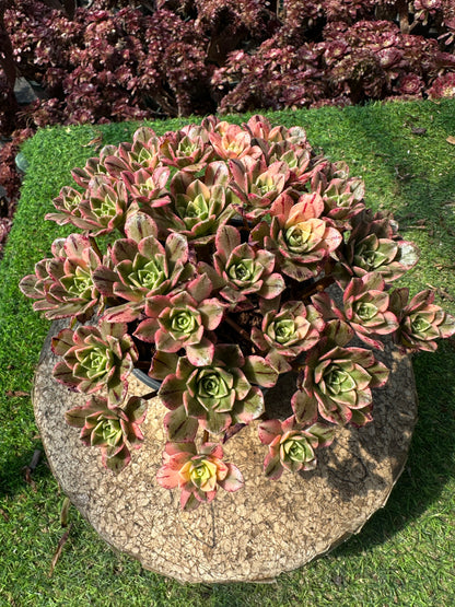 Süßer Tee-Cluster, 18–20 cm, alter Haufen, 20–40 Köpfe, Aeonium-Cluster, bunte, natürliche, lebende Pflanzen, Sukkulenten