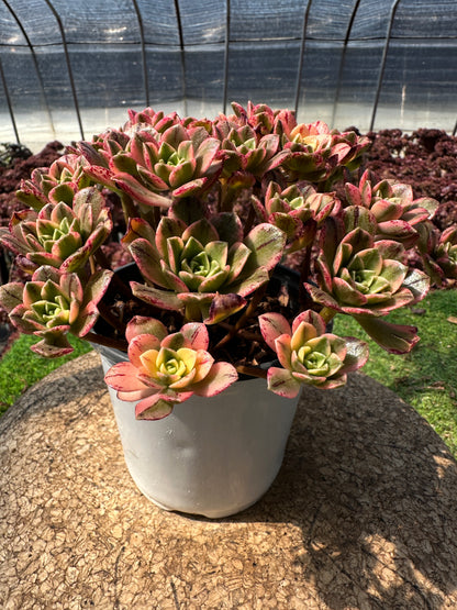 Süßer Tee-Cluster, 18–20 cm, alter Haufen, 20–40 Köpfe, Aeonium-Cluster, bunte, natürliche, lebende Pflanzen, Sukkulenten