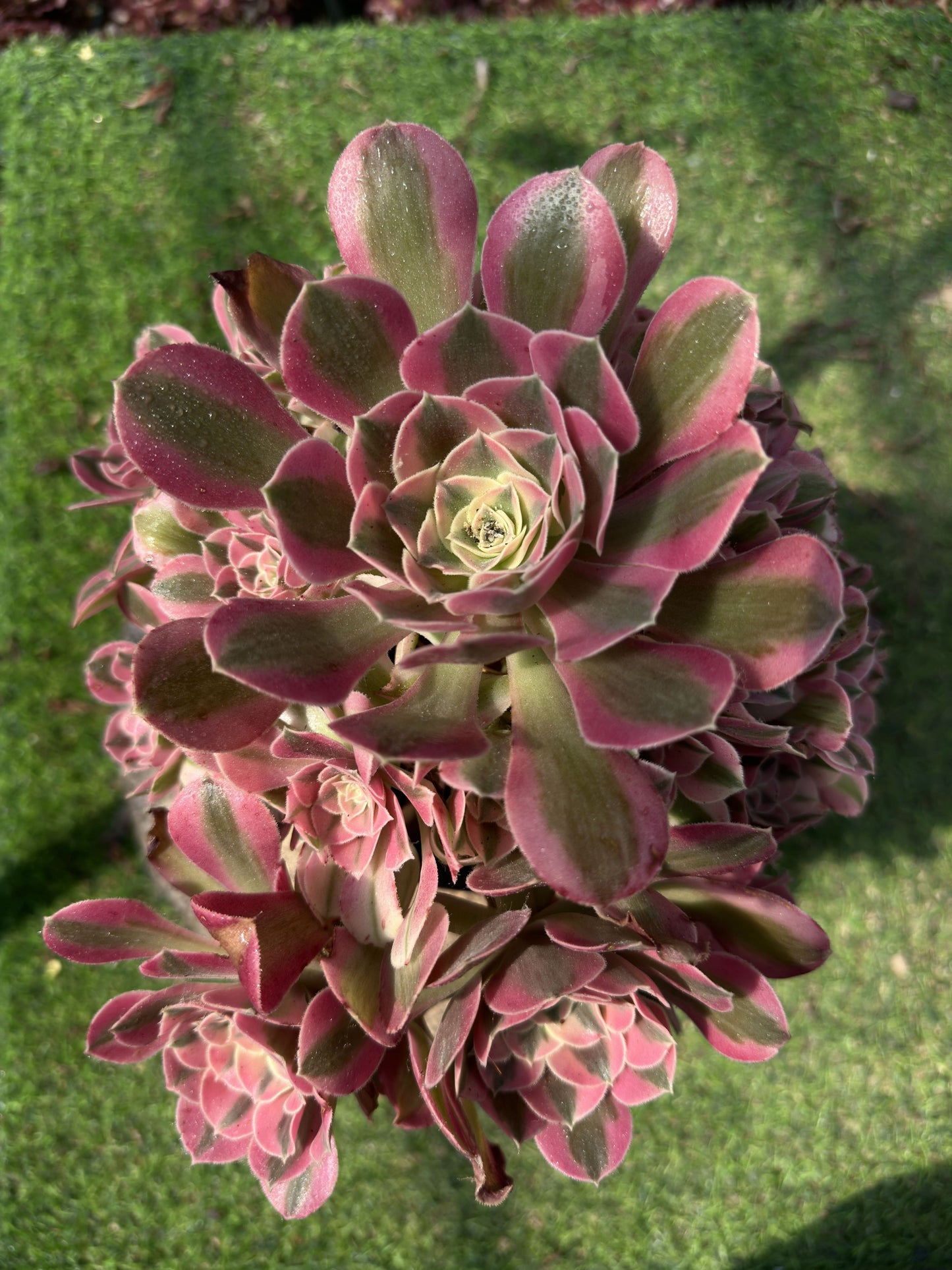 Rosa Hexen-Cluster, 20–30 cm, alter Haufen, 10–20 Köpfe, Aeonium-Cluster, bunte natürliche lebende Pflanzen, Sukkulenten