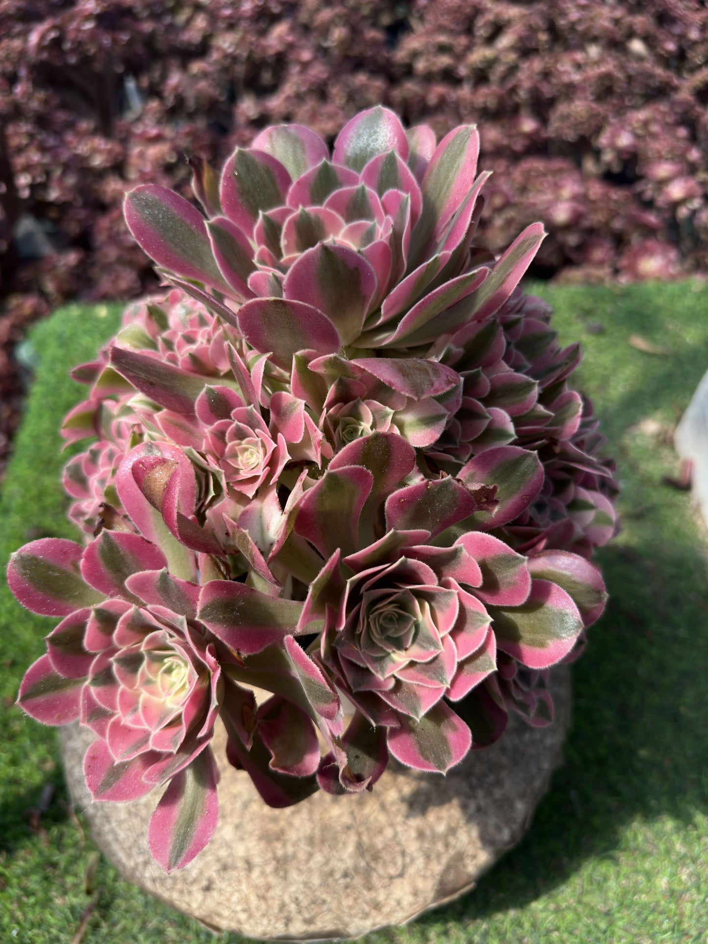 Pink Witch cluster20-30cm Old pile/ 10-20 heads/ Aeonium cluster / Variegated Natural Live Plants Succulents