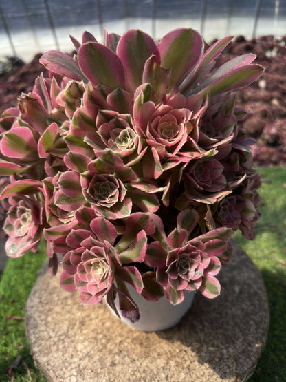 Pink Witch cluster20-30cm Old pile/ 10-20 heads/ Aeonium cluster / Variegated Natural Live Plants Succulents