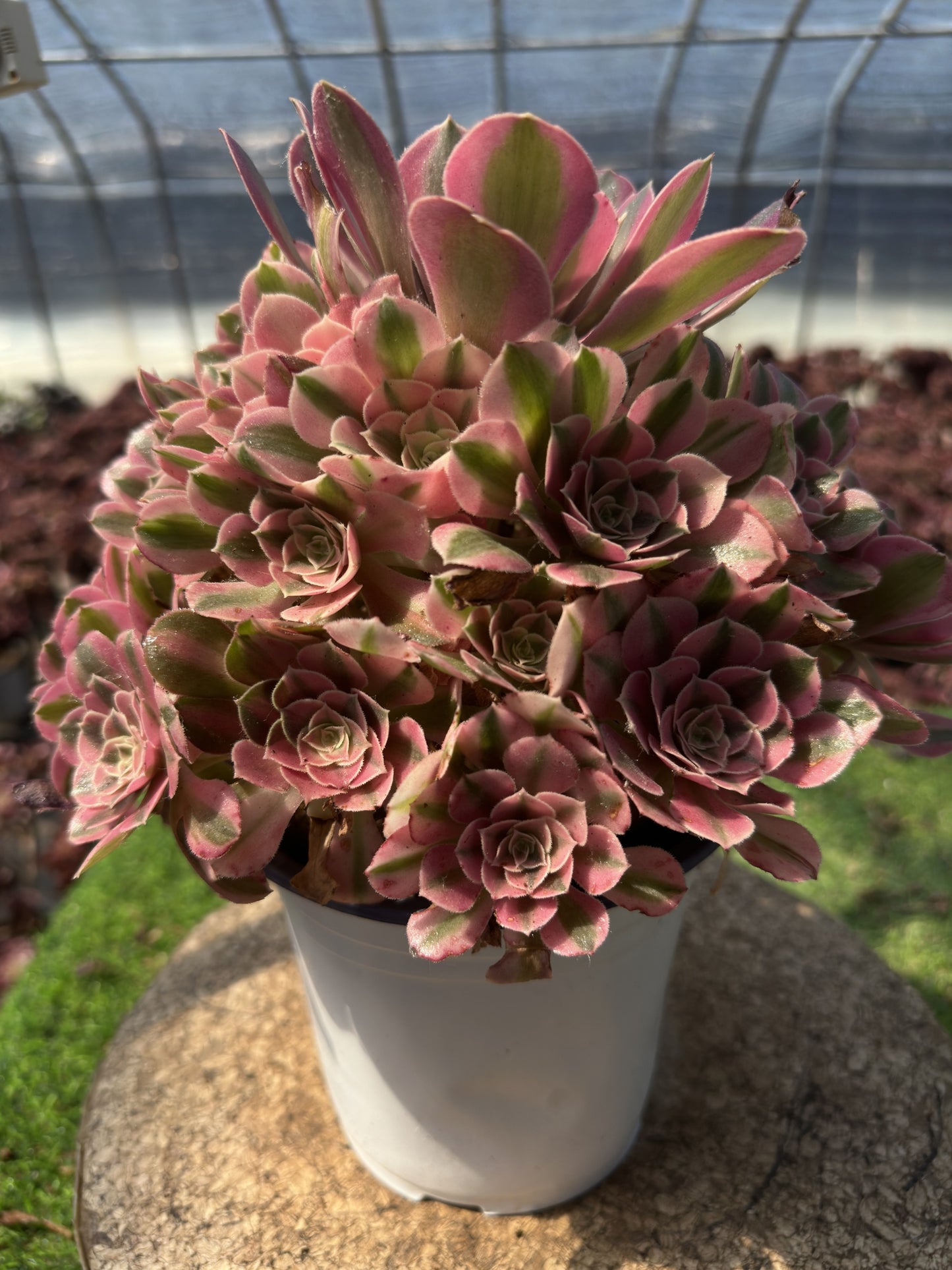 Pink Witch cluster20-30cm Old pile/ 10-20 heads/ Aeonium cluster / Variegated Natural Live Plants Succulents