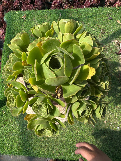 Grüner Kaschmir-Cluster, 20–30 cm, alter Haufen, 14–20 Köpfe, Aeonium-Cluster, bunte natürliche lebende Pflanzen, Sukkulenten