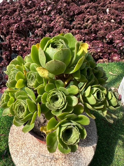 Grüner Kaschmir-Cluster, 20–30 cm, alter Haufen, 14–20 Köpfe, Aeonium-Cluster, bunte natürliche lebende Pflanzen, Sukkulenten