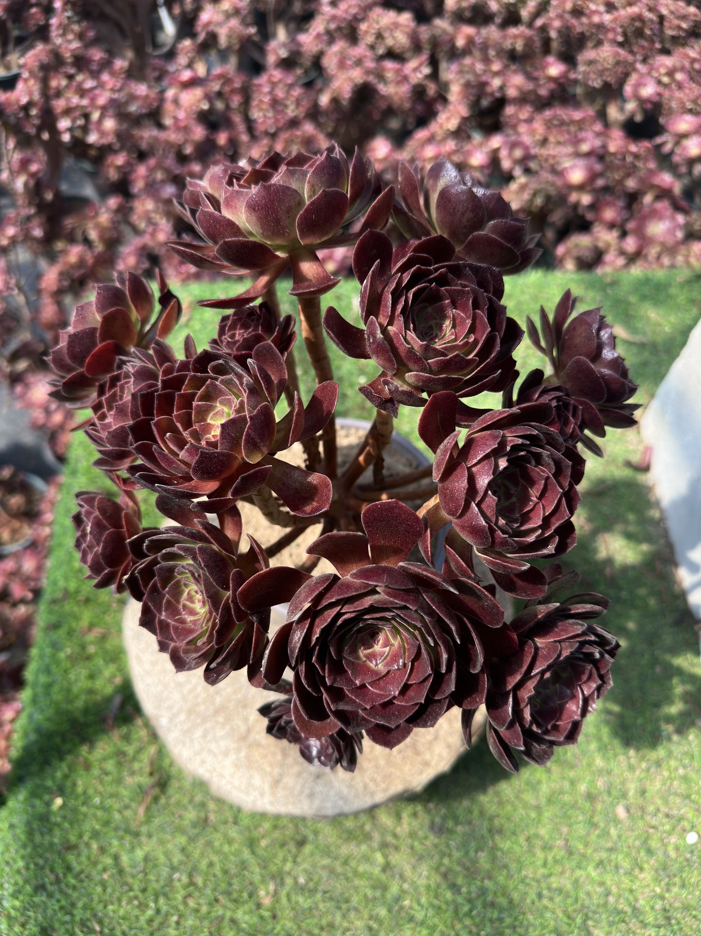 Rotflammenlilien-Cluster, 20–30 cm, alter Haufen, 5–10 Köpfe, Aeonium-Cluster, bunte natürliche lebende Pflanzen, Sukkulenten