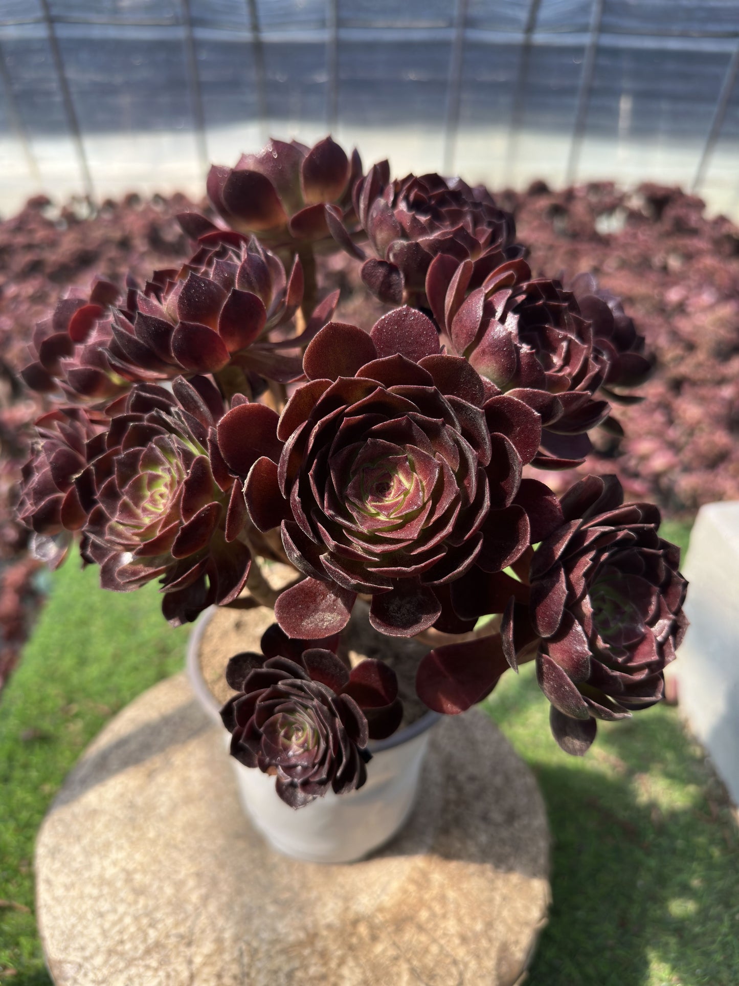 Red flame lily cluster20-30cm Old pile/ 5-10 heads/ Aeonium cluster / Variegated Natural Live Plants Succulents