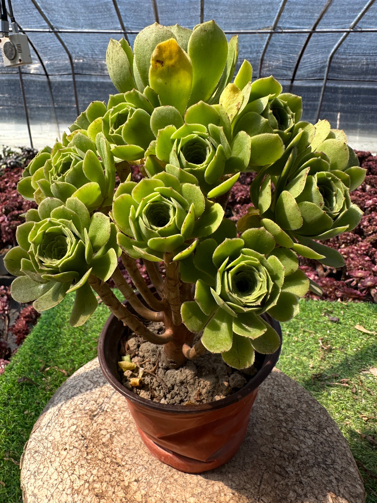 Grüner Kaschmir-Cluster, 20–30 cm, alter Haufen, 14–20 Köpfe, Aeonium-Cluster, bunte natürliche lebende Pflanzen, Sukkulenten