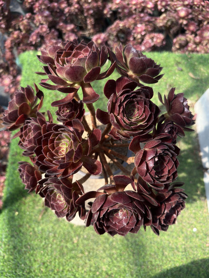 Rotflammenlilien-Cluster, 20–30 cm, alter Haufen, 5–10 Köpfe, Aeonium-Cluster, bunte natürliche lebende Pflanzen, Sukkulenten