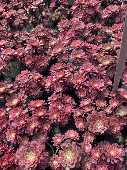 Scarlett Ink Cluster20-30cm Alter Haufen/ 5-10 Köpfe/ Aeonium Cluster/Bunte natürliche lebende Pflanzen Sukkulenten