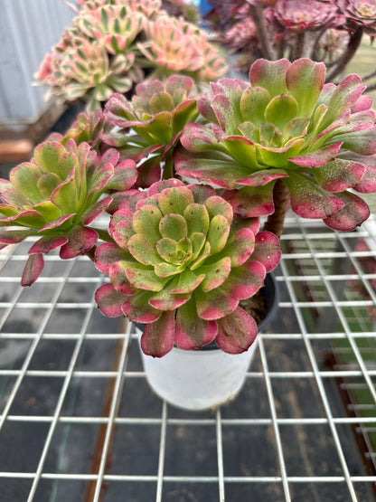 Dancing Fairy cluster20-30cm Old pile/ 5-10 heads/ Aeonium cluster / Variegated Natural Live Plants Succulents2023