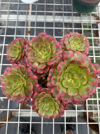 Dancing Fairy cluster20-30cm Old pile/ 5-10 heads/ Aeonium cluster / Variegated Natural Live Plants Succulents2023