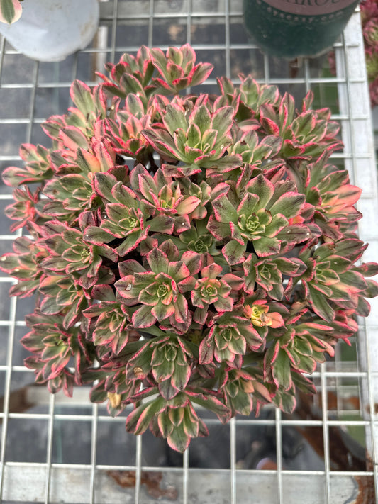 Sweet tea cluster18-20cm Old pile/ 20-40 heads/ Aeonium cluster / Variegated Natural Live Plants Succulents2023