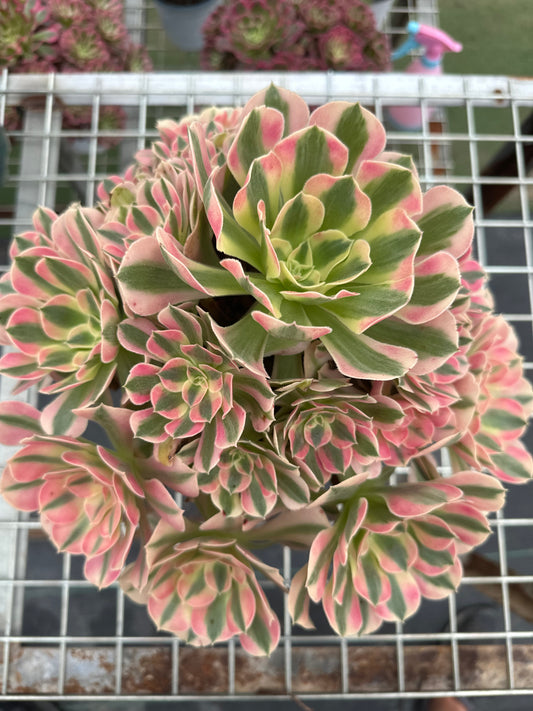 Pink Witch cluster20-30cm Old pile/ 10-20 heads/ Aeonium cluster / Variegated Natural Live Plants Succulents2023