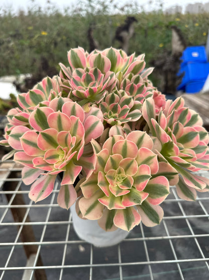 Pink Witch cluster20-30cm Old pile/ 10-20 heads/ Aeonium cluster / Variegated Natural Live Plants Succulents2023