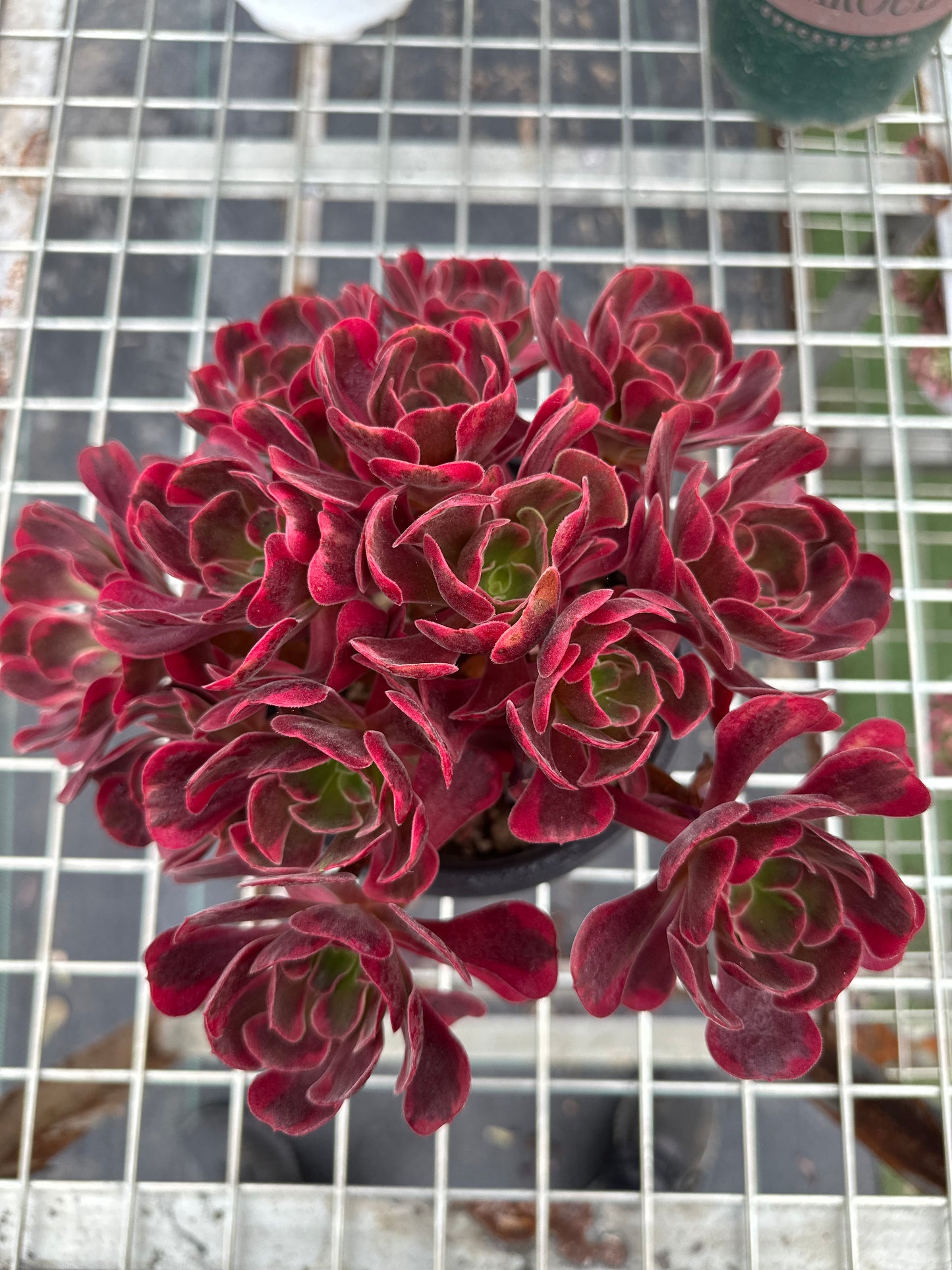 Cupid cluster20-30cm Old pile/ 8-15 heads/ Aeonium cluster / Variegated Natural Live Plants Succulents2023