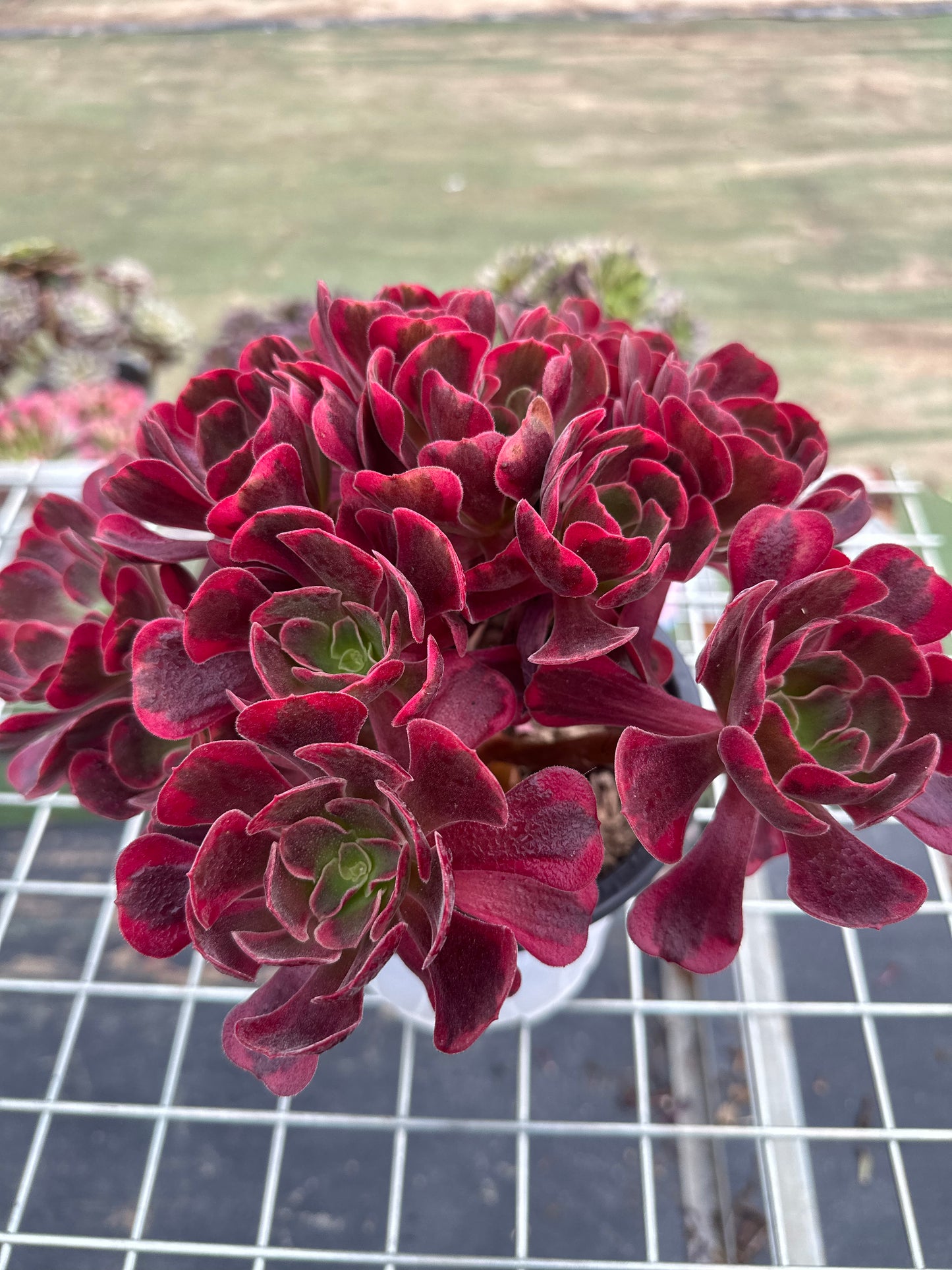 Cupid cluster20-30cm Old pile/ 8-15 heads/ Aeonium cluster / Variegated Natural Live Plants Succulents2023