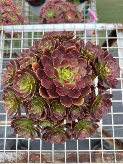 Red flame lily cluster20-30cm Old pile/ 10-20 heads/ Aeonium cluster / Variegated Natural Live Plants Succulents2023