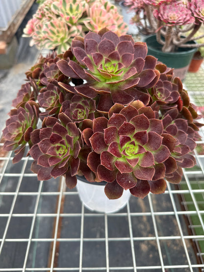 Red flame lily cluster20-30cm Old pile/ 10-20 heads/ Aeonium cluster / Variegated Natural Live Plants Succulents2023