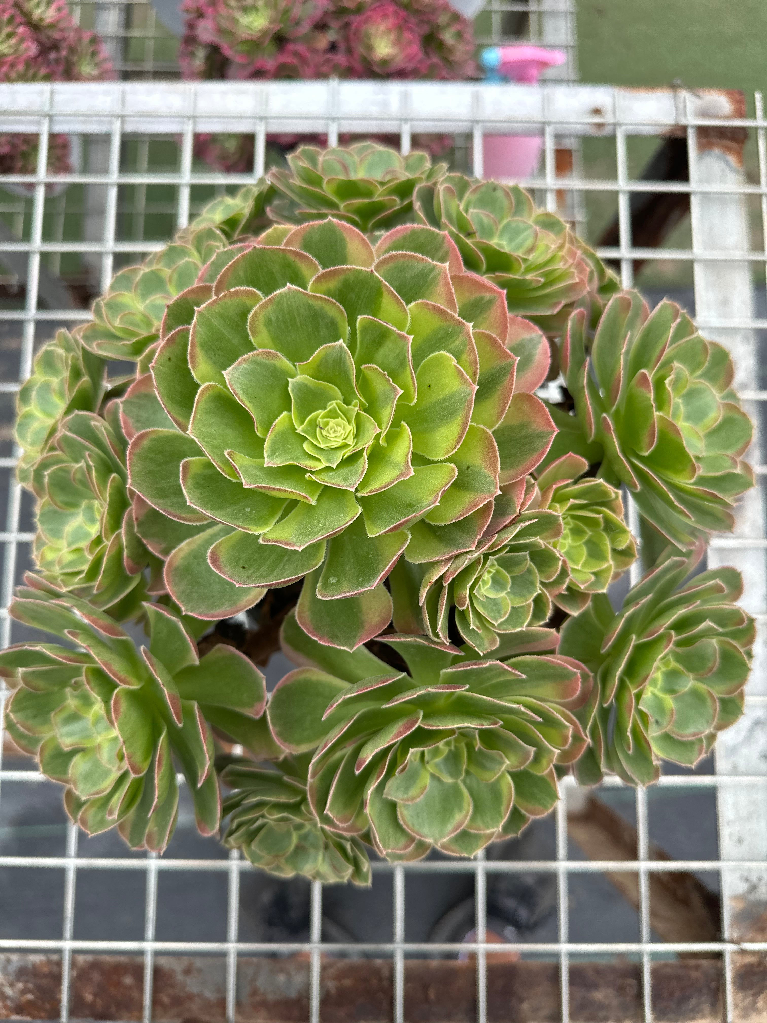 Aeonium 2024 Halloween Cluster