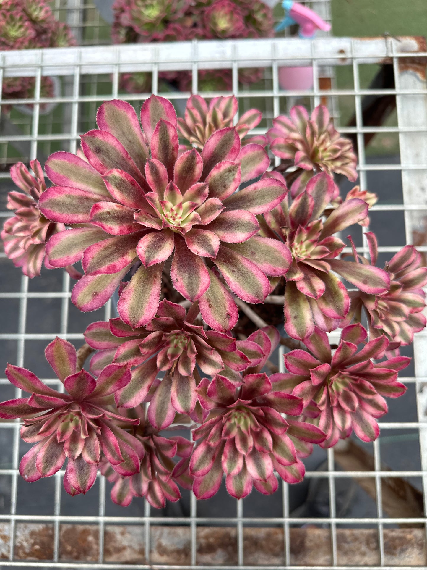 Scarlett Ink cluster20-30cm Old pile/ 5-10 heads/ Aeonium cluster / Variegated Natural Live Plants Succulents2023