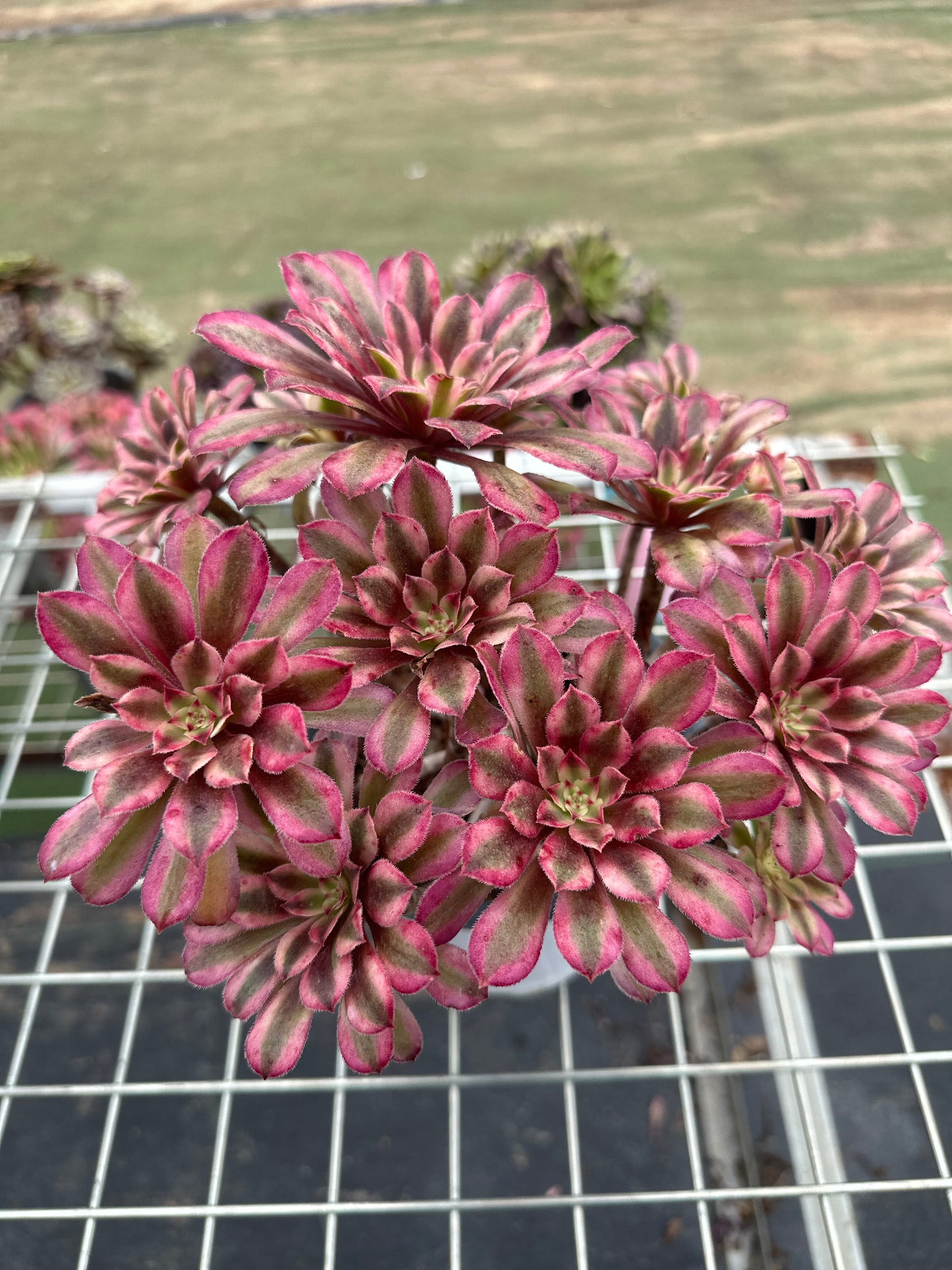 Scarlett Ink Cluster20-30cm Alter Haufen/ 5-10 Köpfe/ Aeonium Cluster/Bunte natürliche lebende Pflanzen Sukkulenten2023