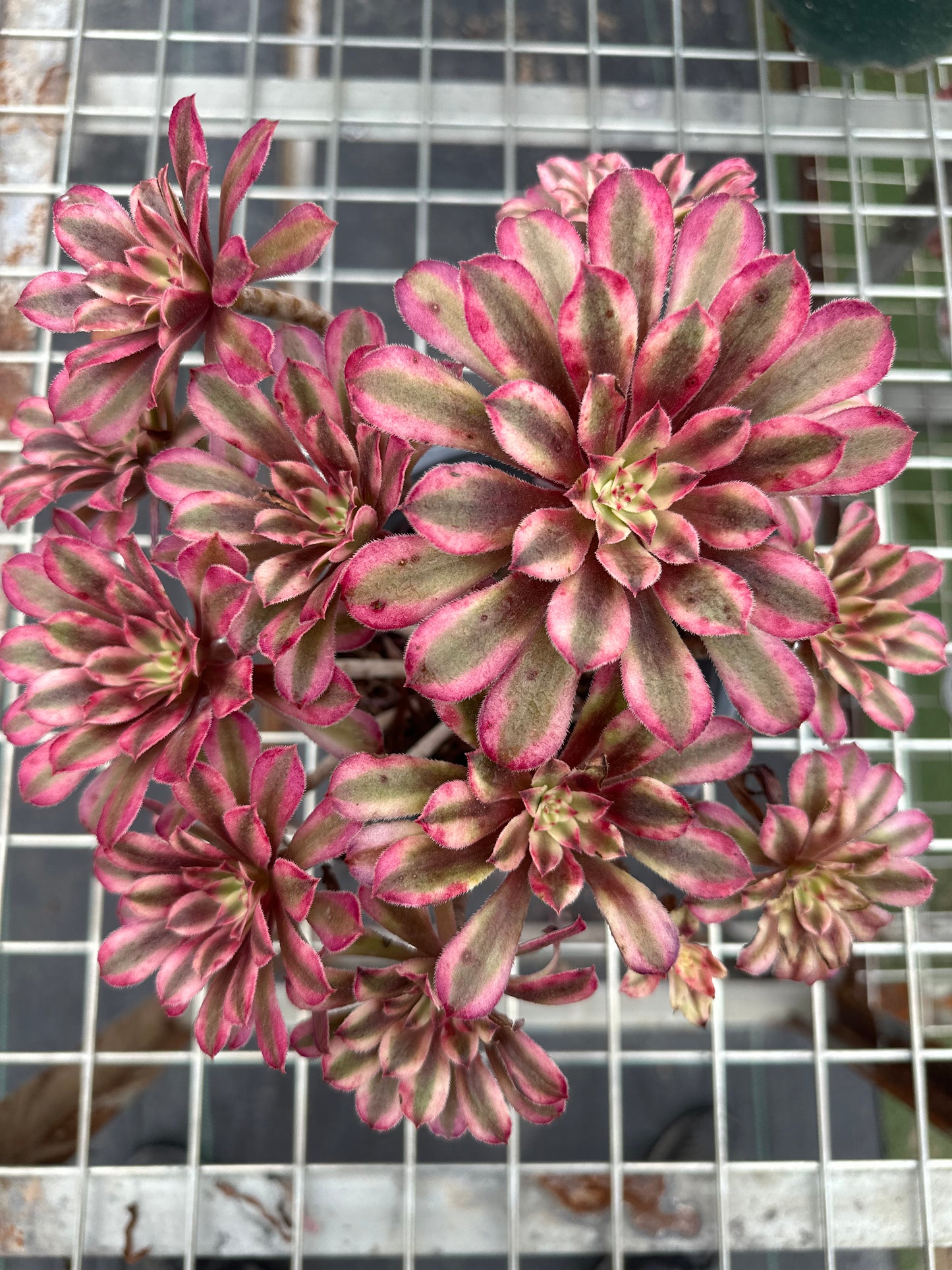 Scarlett Ink Cluster20-30cm Alter Haufen/ 5-10 Köpfe/ Aeonium Cluster/Bunte natürliche lebende Pflanzen Sukkulenten2023