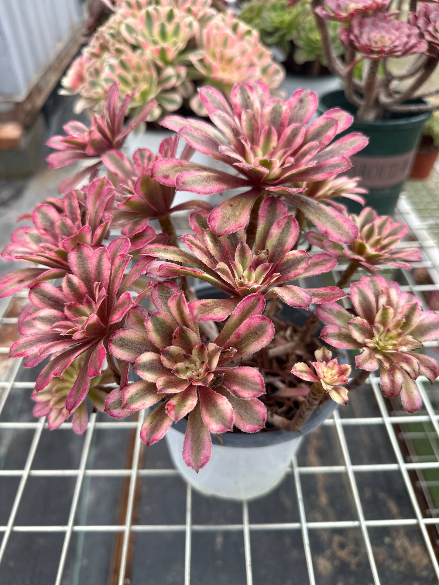 Scarlett Ink Cluster20-30cm Alter Haufen/ 5-10 Köpfe/ Aeonium Cluster/Bunte natürliche lebende Pflanzen Sukkulenten2023