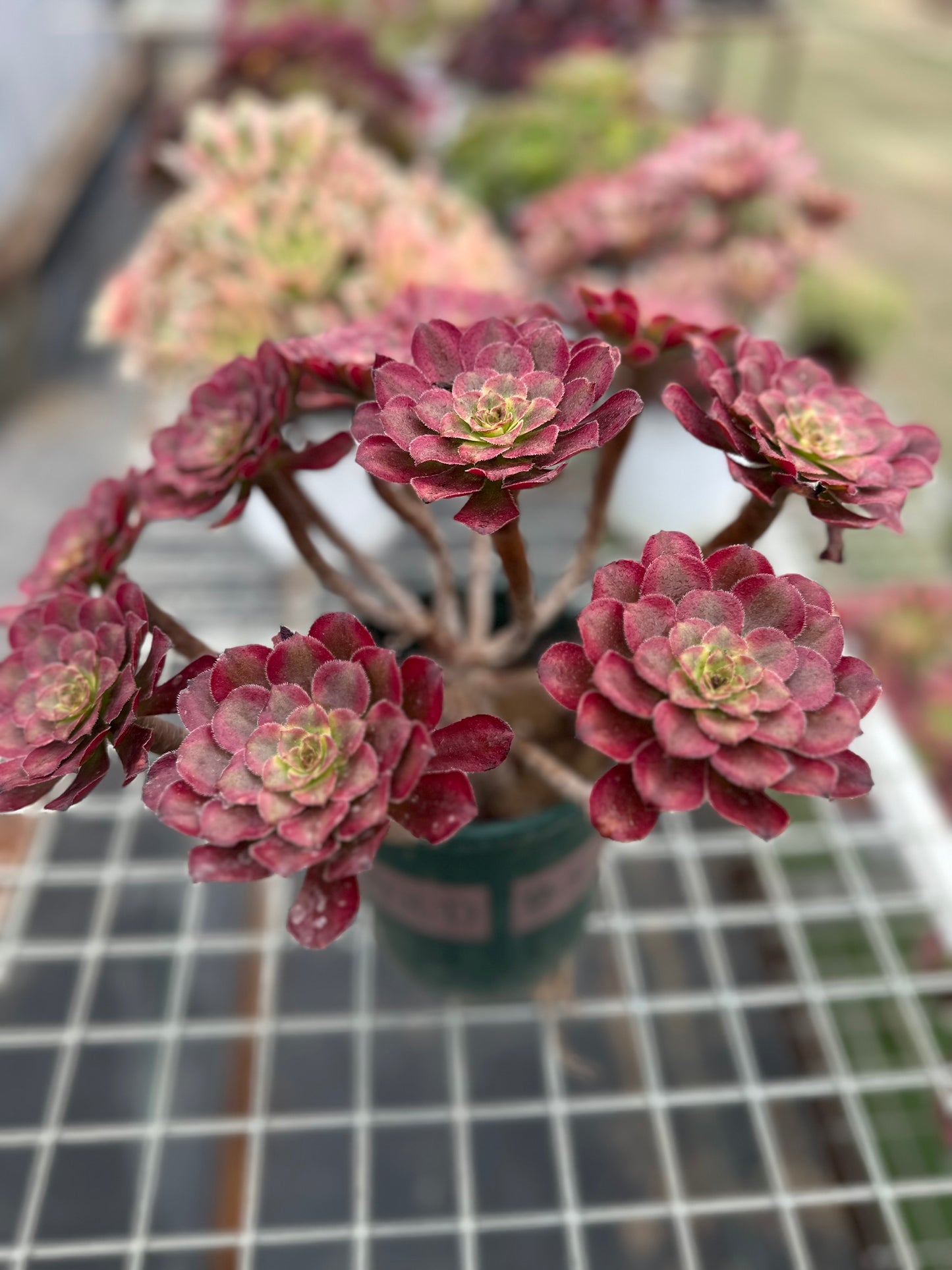 Pinky cluster20-30cm Old pile/ 5-10 heads/ Aeonium cluster / Variegated Natural Live Plants Succulents2023