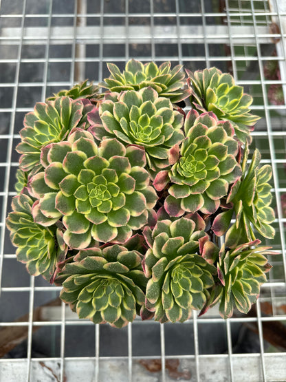 Morning cloud cluster20-30cm Old pile/ 8-15 heads/ Aeonium cluster / Variegated Natural Live Plants Succulents2023