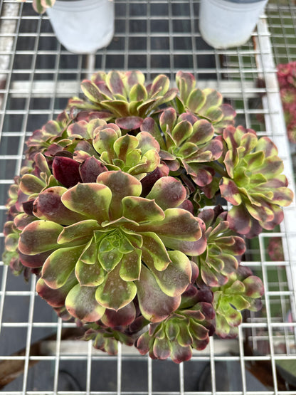 Superbang cluster20-30cm Old pile/ 10-20 heads/ Aeonium cluster / Variegated Natural Live Plants Succulents2023