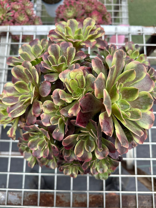 Superbang cluster20-30cm Old pile/ 10-20 heads/ Aeonium cluster / Variegated Natural Live Plants Succulents2023