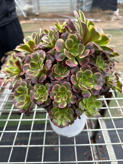 Superbang cluster20-30cm Old pile/ 10-20 heads/ Aeonium cluster / Variegated Natural Live Plants Succulents2023