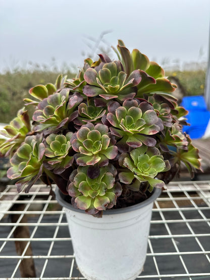 Superbang cluster20-30cm Old pile/ 10-20 heads/ Aeonium cluster / Variegated Natural Live Plants Succulents2023